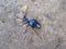 Beetle blue