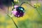 Beetle blue-green sitting on a flower in the grass.