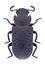 Beetle Bolitophagus reticulatus