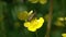 Beetle Brachyta Interrogationis spreads its wings and takes off from a buttercup flower, slow motion