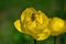 Beetle on a bright yellow Trollius flower. Spring flowers on a blurred background. The globeflower. Yellow flowers Trollius or