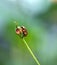 Beetle bug eating a rose bud