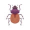 Beetle Bug Insect Species Top View Flat Vector Illustration