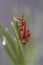 beetle bug (Leptopalpus rostratus