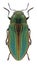 Beetle Buprestis aurulenta