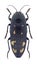 Beetle Buprestis novemmaculata novemmaculata