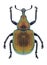 Beetle Byctiscus populi