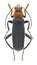 Beetle Cantharis fusca