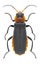 Beetle Cantharis fusca