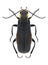 Beetle Cantharis obscura