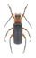 Beetle Cantharis rustica