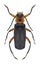 Beetle Cantharis rustica