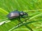 Beetle Carabus 3