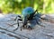 Beetle Carabus 7