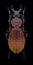 Beetle Carabus armeniacus