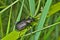 Beetle carabus (Calosoma) 5