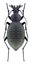 Beetle Carabus formosus rostandi & x28;female& x29;