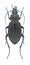 Beetle Carabus granulatus