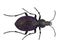 Beetle of Carabus scabrosus tauricus