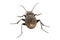 Beetle & x28;Carabus ullrichii& x29; on a white background