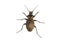 Beetle & x28;Carabus ullrichii& x29; on a white background
