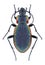 Beetle Carabus vietinghoffi