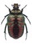 Beetle Cetonia aurata