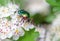 Beetle cetonia aurata sitting on flowers hawthorn