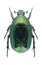 Beetle Cetonia carthami aurataeformis