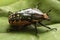 Beetle Chelorrhina confluens polyphemus â€“ female