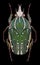 Beetle Chelorrhina polyphemus