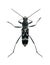 Beetle Chlorophorus figuratus