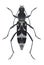 Beetle Chlorophorus figuratus