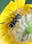 Beetle Chlorophorus sartor