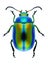 Beetle Chrysolina fastuosa