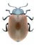Beetle Chrysomela populi