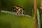 Beetle (Chrysomelidae Clytrini)