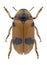 Beetle Clytra atraphaxidis