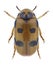 Beetle Clytra atraphaxidis