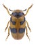 Beetle Clytra atraphaxidis