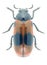 Beetle Clytra laeviuscula