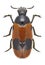 Beetle Clytra laeviuscula