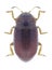 Beetle Coccidula rufa