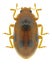 Beetle Coccidula scutellata