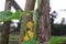 beetle (Coleopetra) eating young cucumber (Cucumis sativus L)