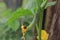 beetle (Coleopetra) eating a young cucumber (Cucumis sativus L)