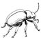 Beetle Coloring Page for Kids