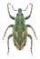 Beetle Coniatus tamarisci