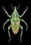Beetle Coniatus tamarisci