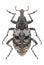 Beetle Coniocleonus hollbergii